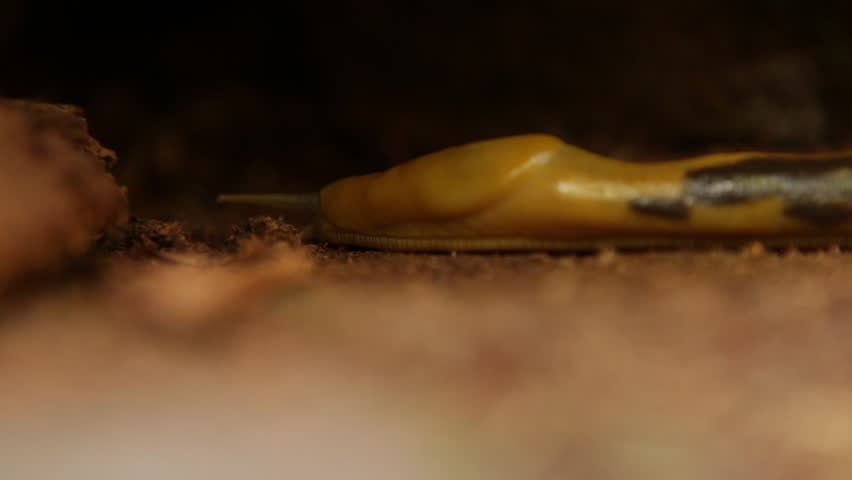 Large orange and brown slug crawling over forest ground