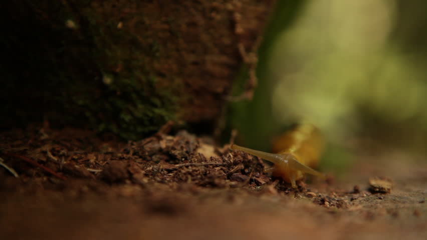 Orange slug crawling over forest ground