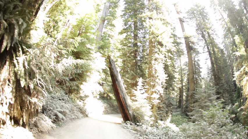 Driving on dirt road in forest past broken trunk