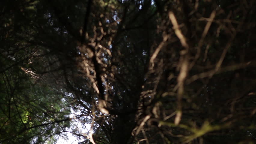 Barren branch in pine forest