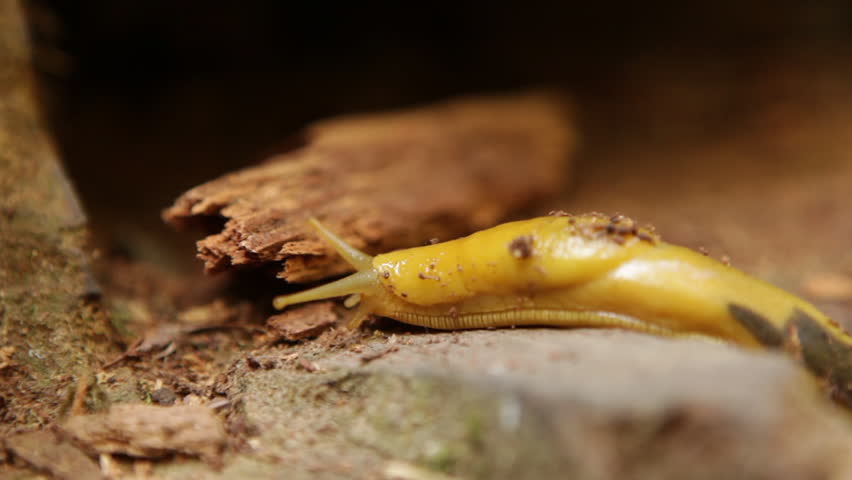 Large orange slug crawling over forest ground