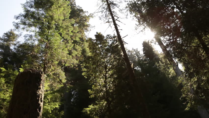 Tall pine trees in the sun