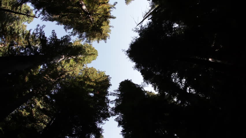 Pines against sky