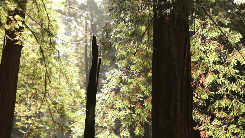 Imagine yourself somewhere in the forest picture