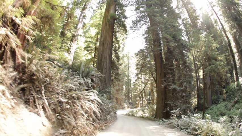 Driving down dirt road in pine tree forest