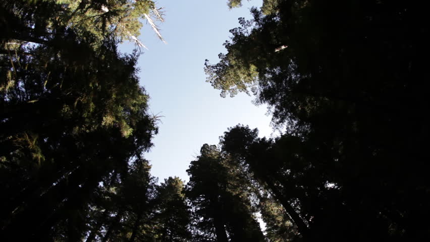 Trees in a California forest.