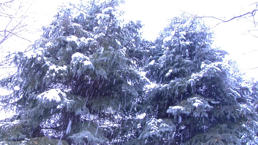 Camera looking up at pine trees during snow storm.