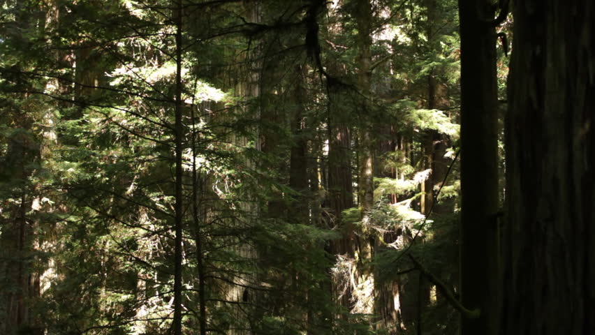 Dense pine tree forest
