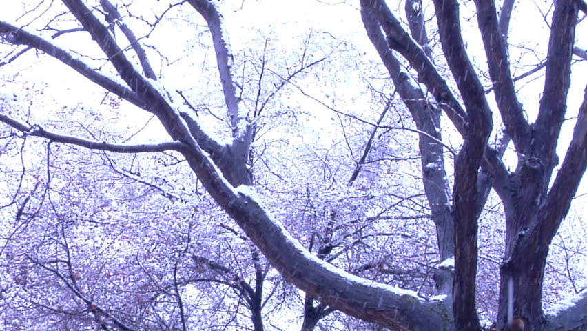 Bare trees in a snow storm. Camera moves.