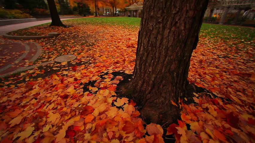 A tree in the fall, starting at the base of trunk and moving up.