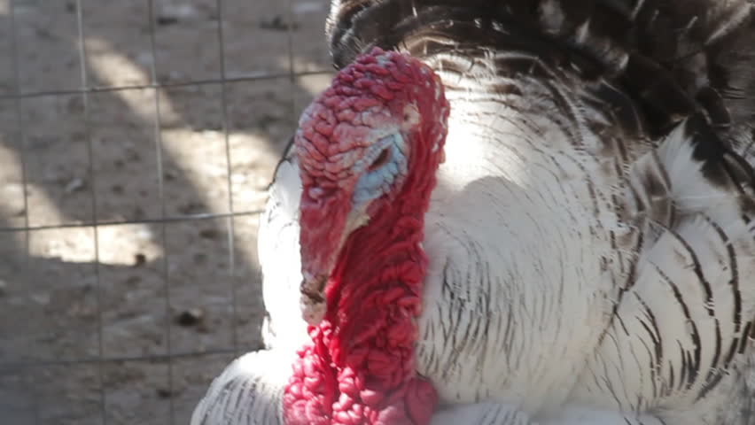 A turkey in a pen, he starts to walk.