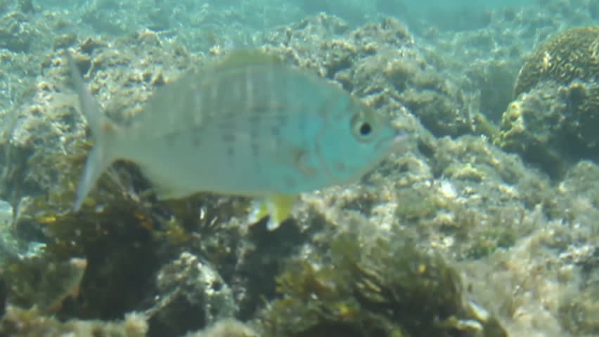Camera moving with swimming fish.