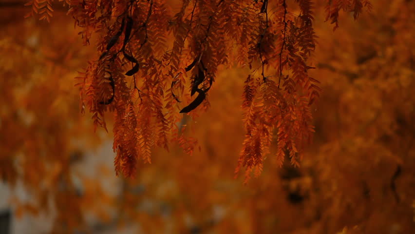 Orange leaves on branches