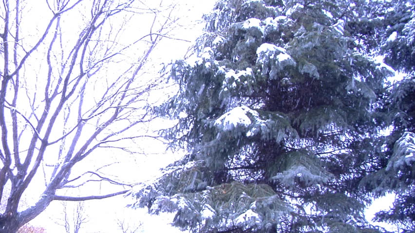 Bare tree, and pine tree getting snowed on.