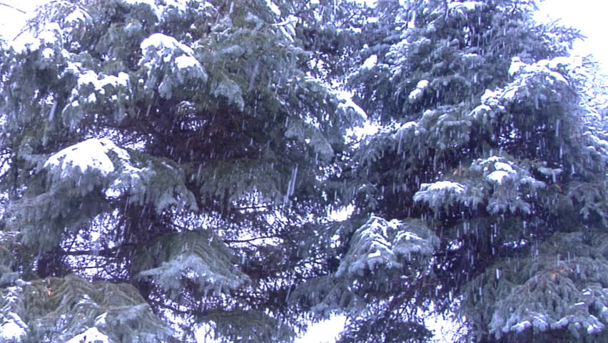 Pine trees during a snow storm.