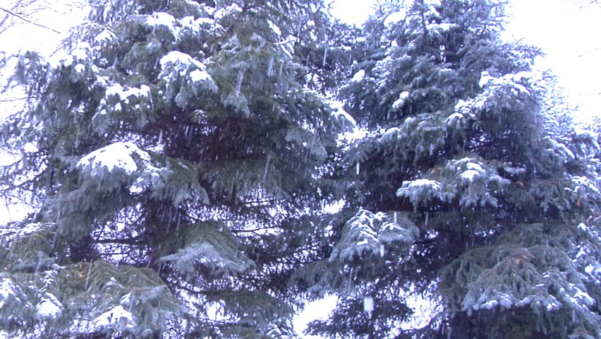 Pine trees with snow on them, during snow storm.