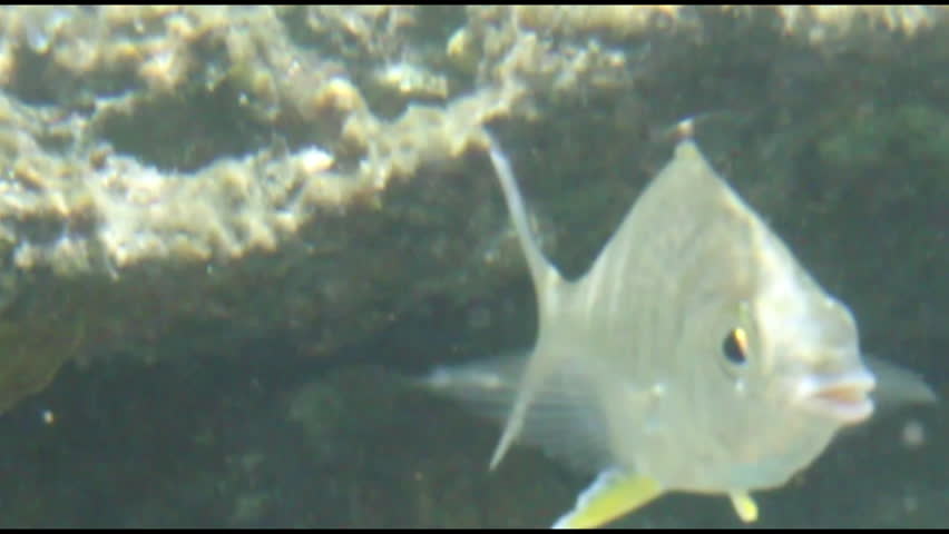 A fish under water, the camera jumps in and out of focus.