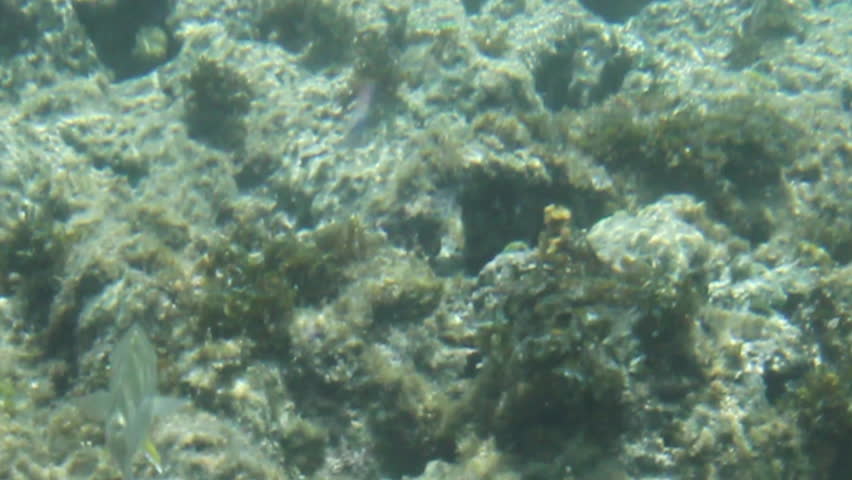 Camera underwater, algae growing on rocks,