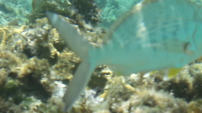 Close up of a fish swimming.