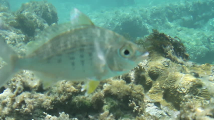 Close up of a fish with a yellow fin.
