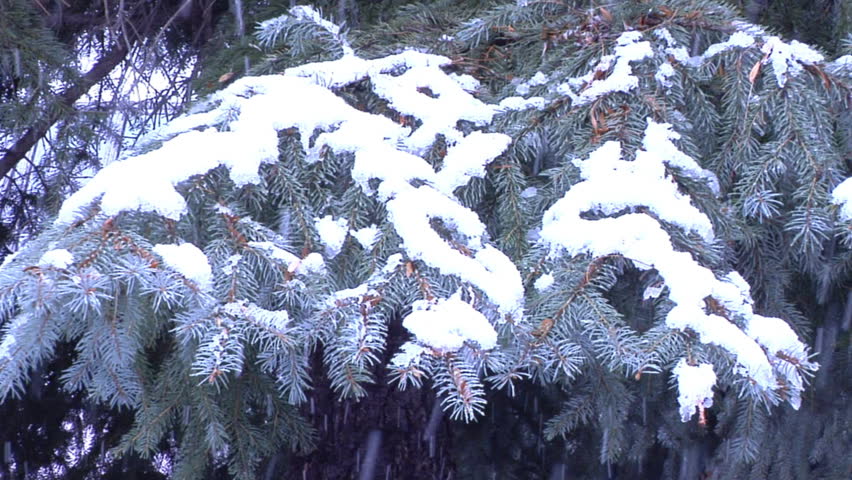 A pine brand during a snow storm.