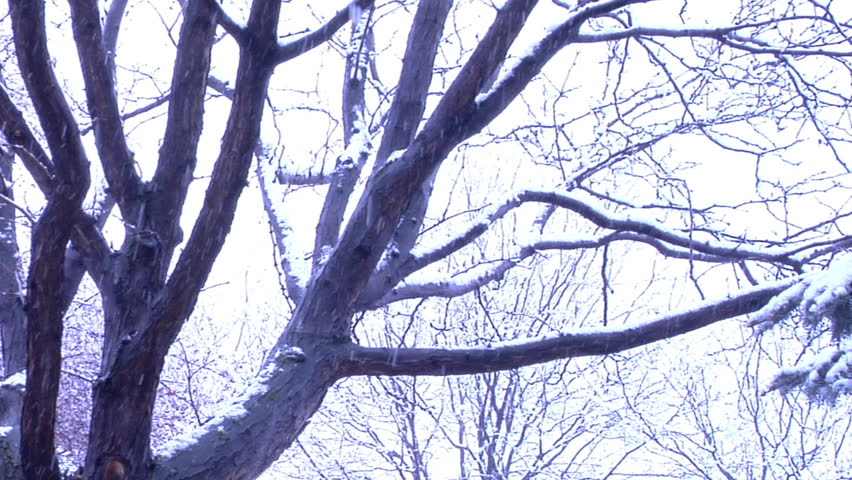 Bare trees in a snow storm.