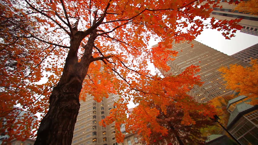 A tree with changing leaves in the city.