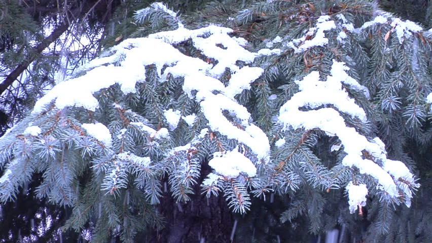 A pine branch with snow, during a snow storm.