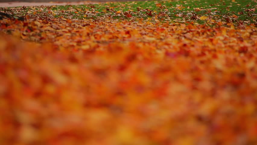 Leaf-covered grass with changing depth of field