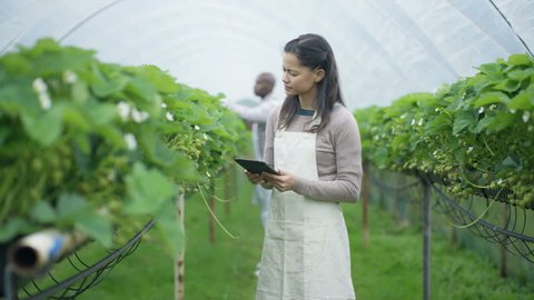 4K Portrait of smiling farm worker with computer tablet checking fruit crops in orchard. Shot on RED Epic.