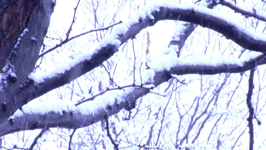 A bare tree branch with snow, during snow storm.