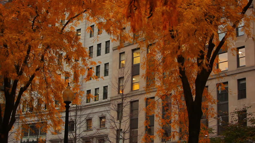Orange trees and windowed building in downtown Boston, MA