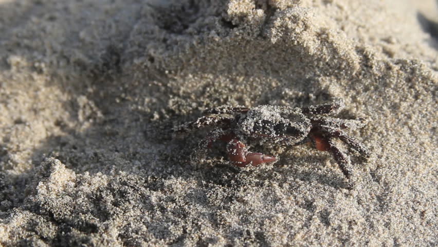 Close-up of Crab Walking on Sand