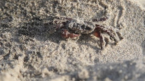 Crab Walking on Sand