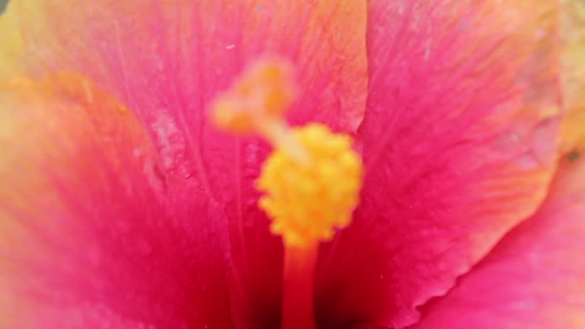 Extreme close-up of Pink Hibiscus