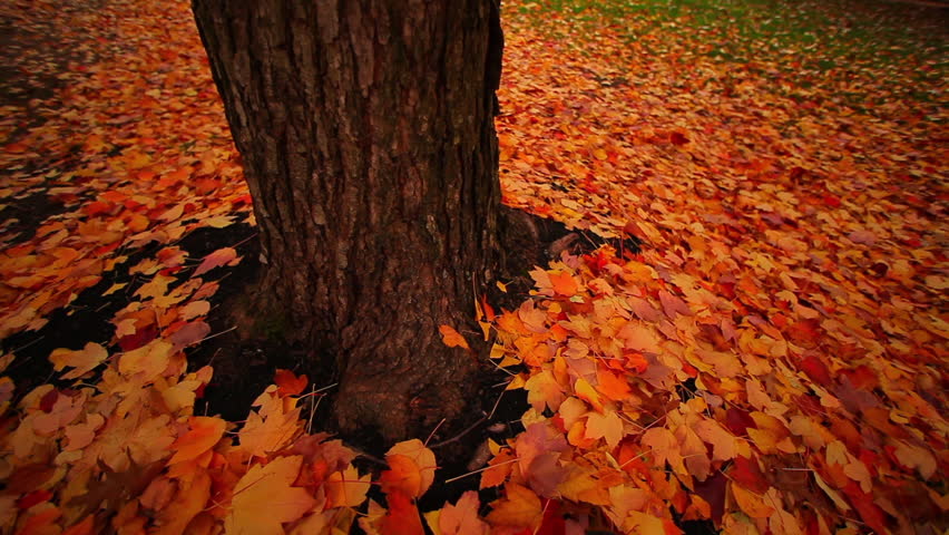 Tree trunk and fall leaves falling on the ground.