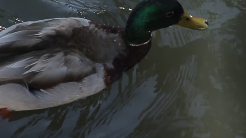 Mallard Duck on Water