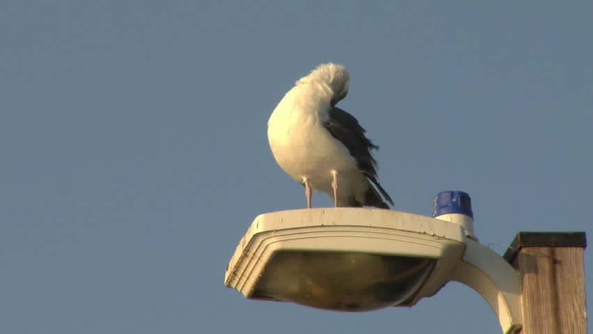 Seagull on Lamp Post