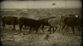 Cows come back from meadow home (Time Lapse) / Added / 8mm effect, added grain,noise,vignette