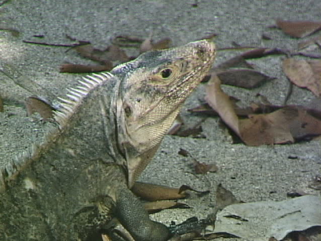 Iguana on Beach