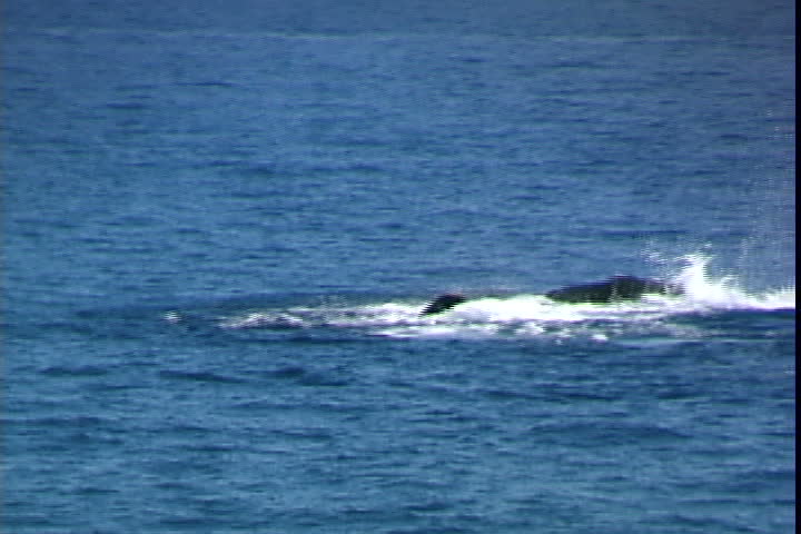 Humpback Whale