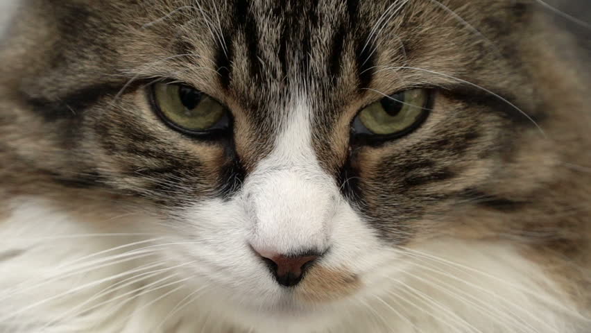 Beautiful Cat Face Close Up