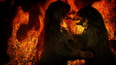 Bears Fight In Flames Abstract