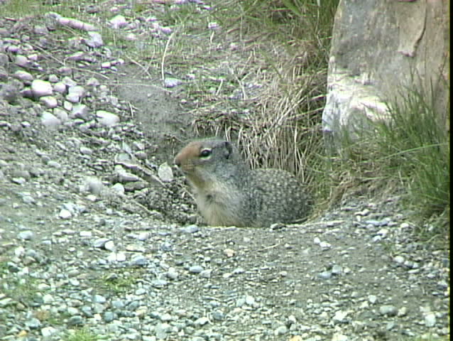 Ground Squirrel