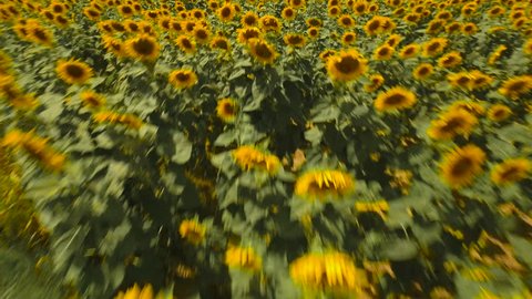 Drone footage of sunflower plants on field at farm
