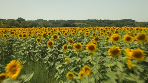 Drone footage of field covered with beautiful sunflowers against mountains
