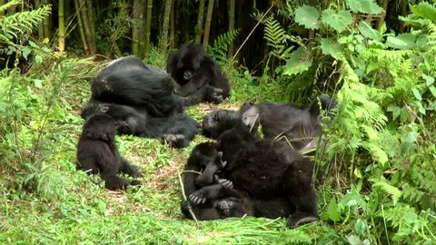 Mountain Gorilla Family, sleeping Silverback with a group of female and baby, Rwanda