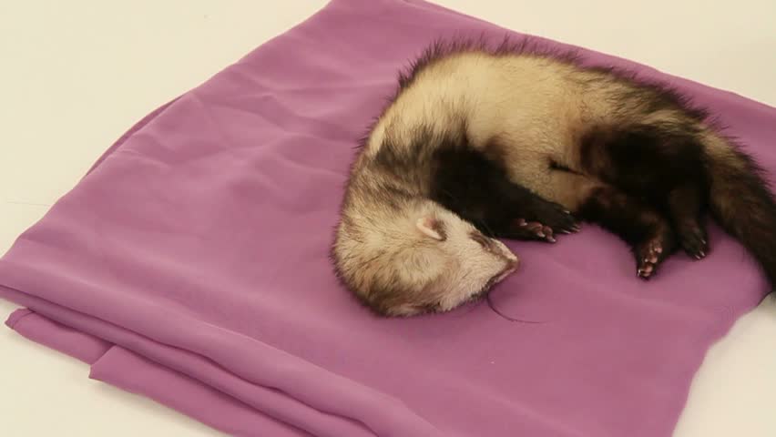 Domestic ferret trying to sleep in their litter