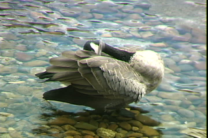 Goose