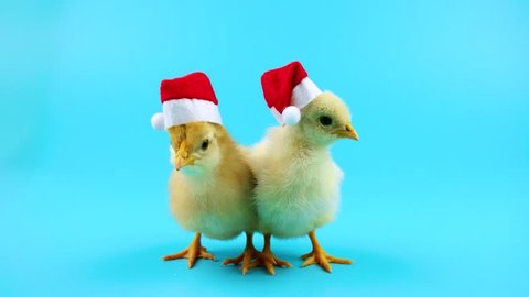 Two beautiful young roosters in red Santa Claus hat, 2017 New Year concept, blue screen ready for chroma key, isolated on blue screen for keying